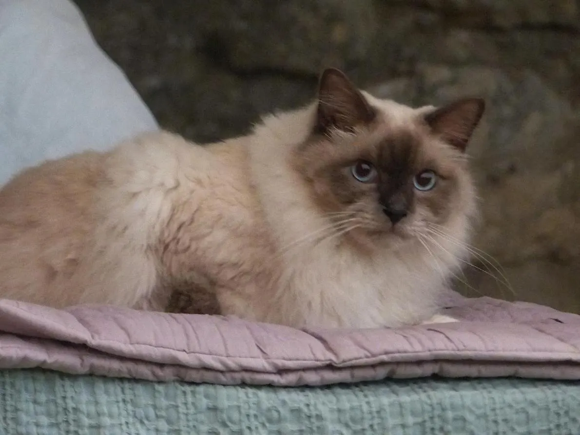Le Chat Sur Le Toit Lourmarin