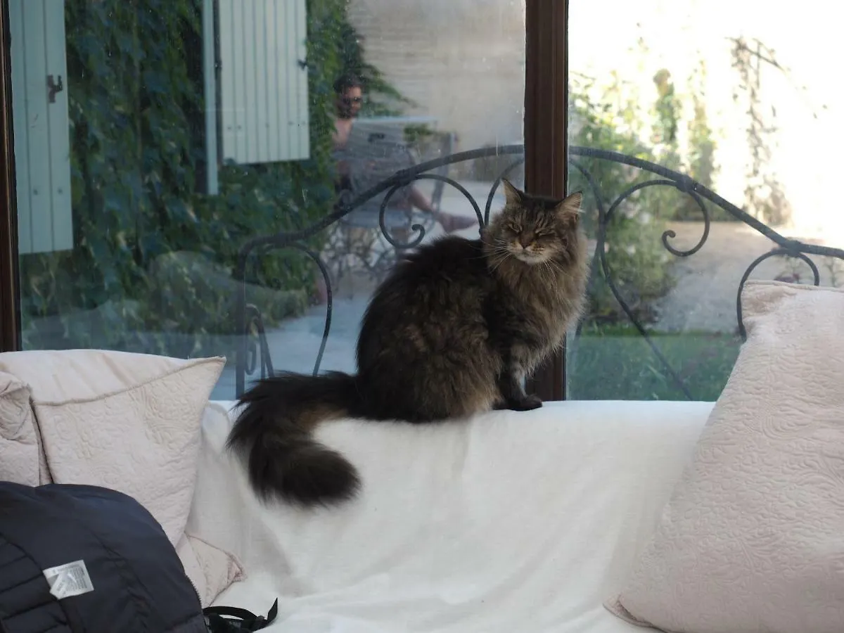 Le Chat Sur Le Toit Lourmarin